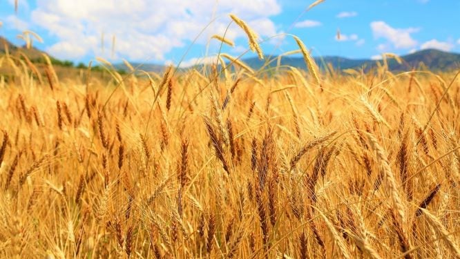 Una tradizione che viene da secoli fa: Il grano